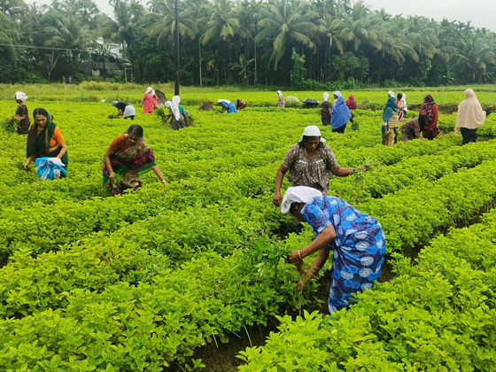 വിജ്ഞാന സമൂഹത്തിലേക്കുള്ള ശാക്തീകരണപാതയിൽ ഉന്നത വിദ്യാഭ്യാസ രംഗം